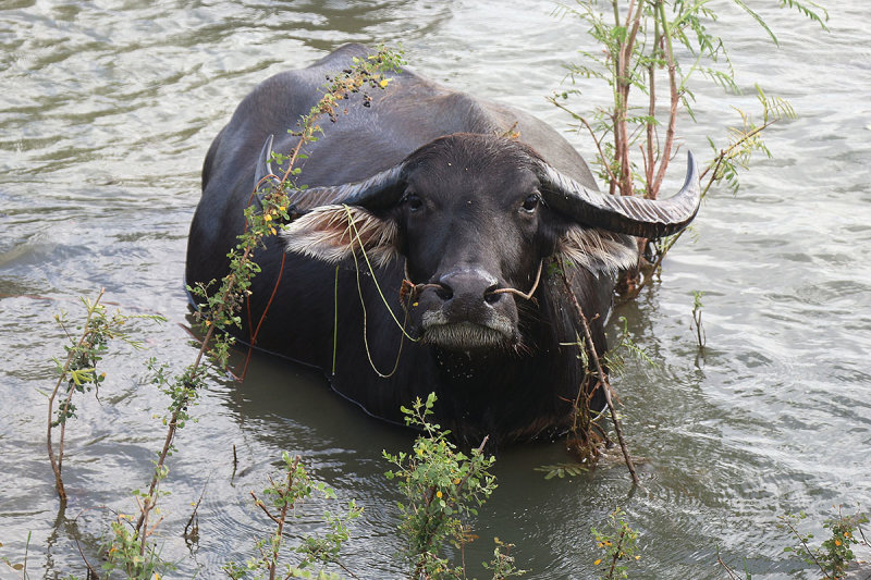 water buffalo.jpg