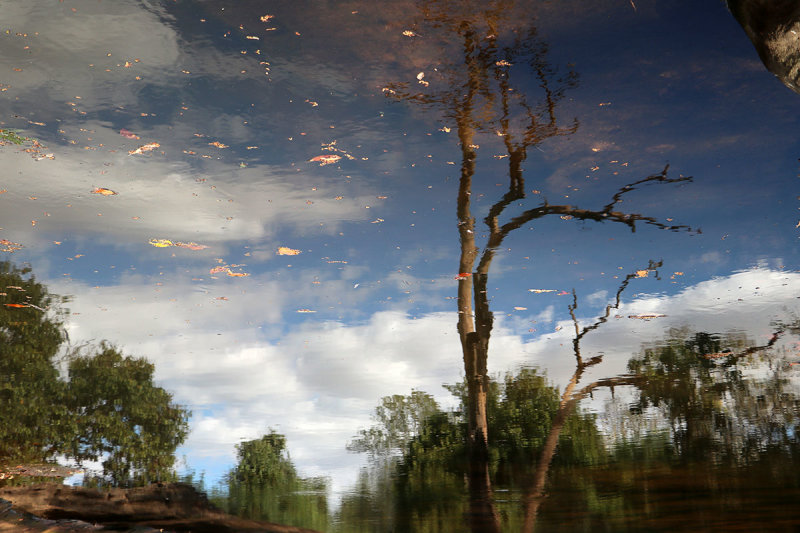 pond reflection.jpg