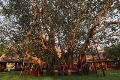 thailand's largest banyan tree.jpg
