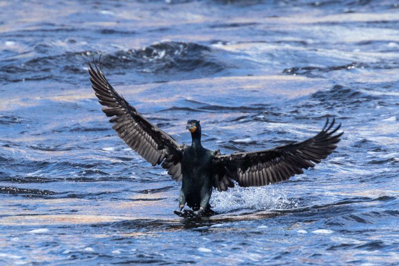 Cormorant landing on the Moira River