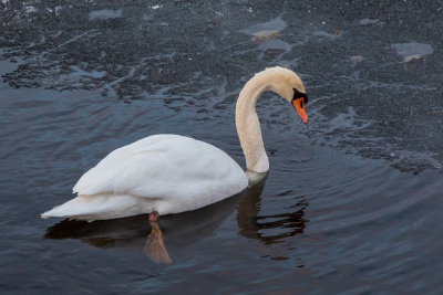 Swan feeding along the edge of the ice 2019 April 10