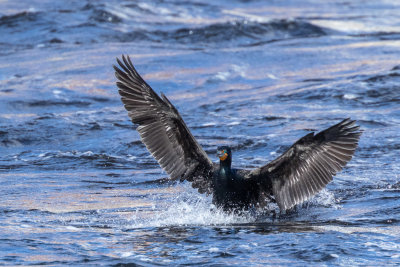 Cormorant landing on the Moira River