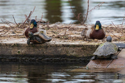Ducks and turtles on raft in Turtle Pond 