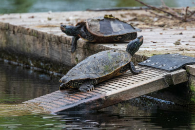 Turtles on raft