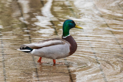 Duck walking on submerged pathway