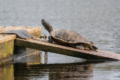 Turtle on ramp to raft