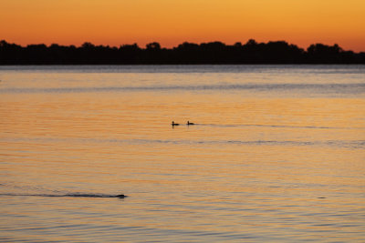 Two ducks and a beaver on the Bay of Quinte 2019 August 31