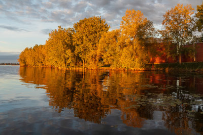 Trees and their reflections along the Bay of Quinte 2019 September 16