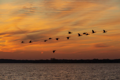 Birds flying before sunrise