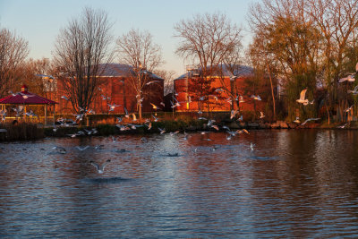 Seagulls over Turtle Pond 2019 November 6