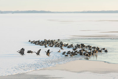 2019 December 18 Geese starting to take off from the ice of the Bay of Quinte