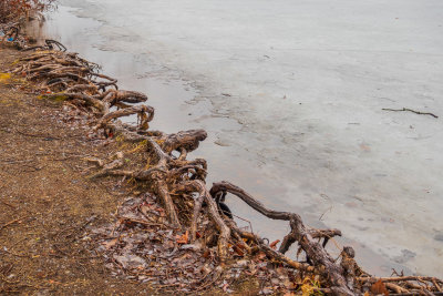 Ice and roots along the edge of the Bay of Quinte