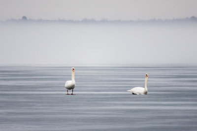 Two swans on the ice on a foggy afternoon