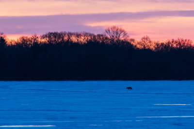 Fox on the ice of the Bay of Quinte