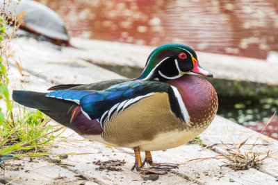 Wood duck at turtle pond