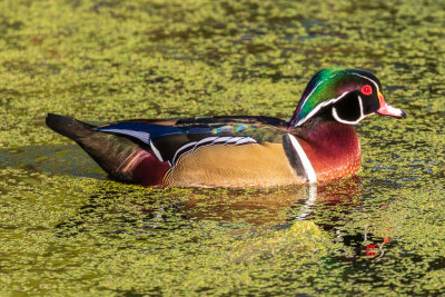 Wood duck in Turtle Pond