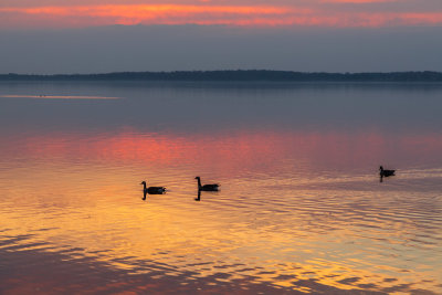 Geese on the Bay of Quinte before sunrise