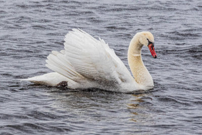 Swan on the Bay of Quinte