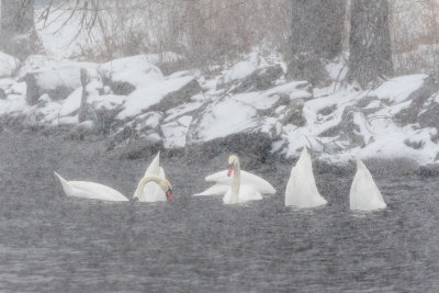 Swans on the Bay of Quinte in falling snow 2021 December 18