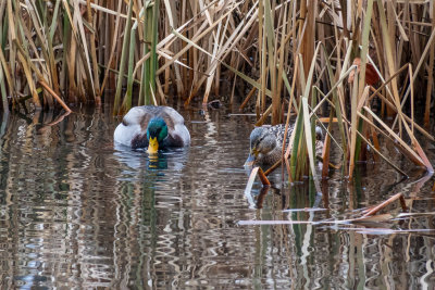 New Year's Day ducks