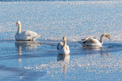 Swans on the Bay of Quinte 2022 January 3
