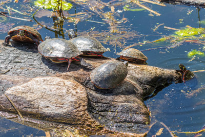 Turtle comes to join others 2022 May 11