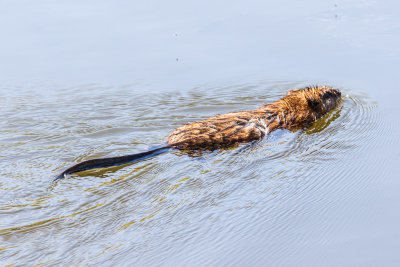 Muskrat