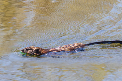 Muskrat in Turtle Pond