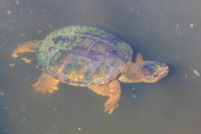 Snapping turtle