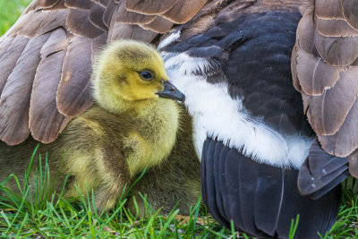 Gosling peers out from underneath goose 2022 May 11