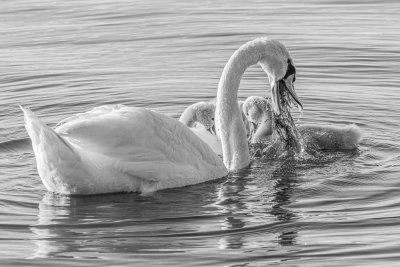Swan and cygnets on the Bay of Quinte