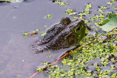 Frog in Turtle Pond