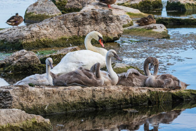 Swan and cygnets on a rock