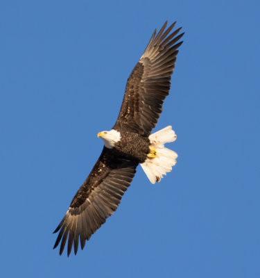 Bald Eagle in Goderich Harbor