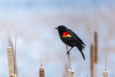 Red winged blackbird - Waterloo