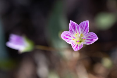 Spring Flowers