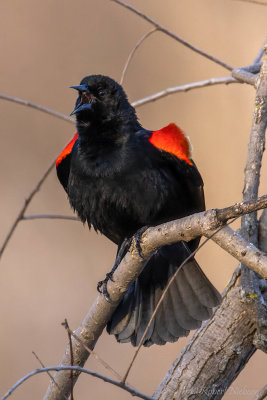 Red winged blackbird - Waterloo