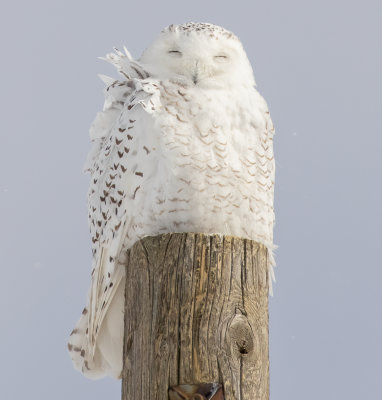 Snowy Owl - West of Waterloo