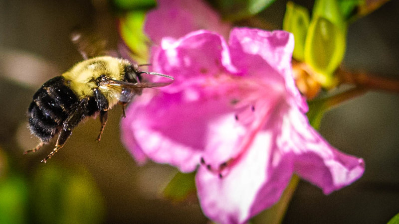 Bee Positive