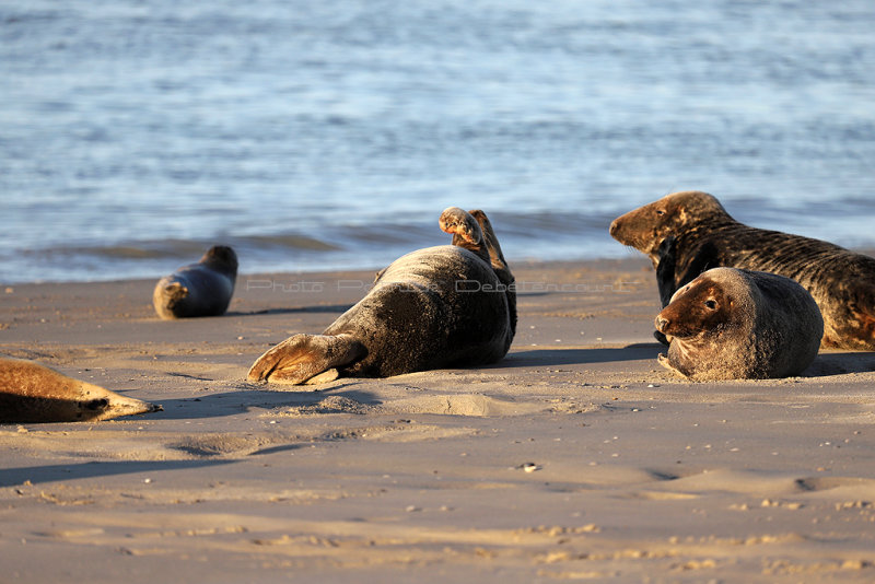 223 - Week end en Baie de Somme aout 2018 - IMG_5417 DxO Pbase.jpg