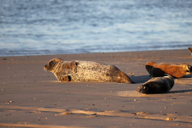 249 - Week end en Baie de Somme aout 2018 - IMG_5460 DxO Pbase.jpg