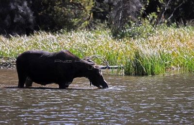 573 - Grand Teton and Yellowstone NP road trip 2019 - IMG_2464 DxO pbase.jpg