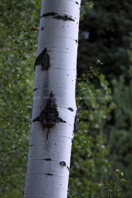 739 - Grand Teton and Yellowstone NP road trip 2019 - IMG_2625 DxO pbase.jpg