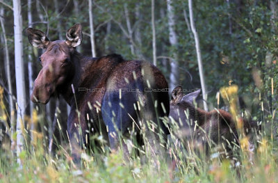 742 - Grand Teton and Yellowstone NP road trip 2019 - IMG_2627 DxO pbase.jpg