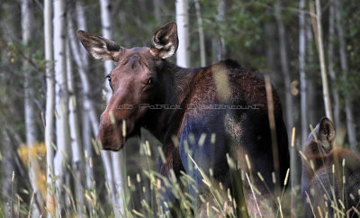 745 - Grand Teton and Yellowstone NP road trip 2019 - IMG_2630 DxO pbase.jpg