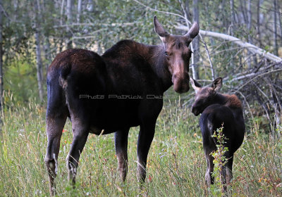 751 - Grand Teton and Yellowstone NP road trip 2019 - IMG_2636 DxO pbase.jpg