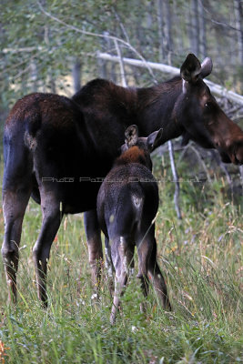 758 - Grand Teton and Yellowstone NP road trip 2019 - IMG_2644 DxO pbase.jpg