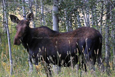 760 - Grand Teton and Yellowstone NP road trip 2019 - IMG_2645 DxO pbase.jpg