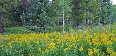 794 - Grand Teton and Yellowstone NP road trip 2019 - 20190827_073901 DxO pbase.jpg