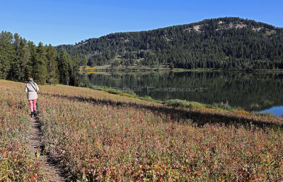 817 - Grand Teton and Yellowstone NP road trip 2019 - IMG_2691 DxO pbase.jpg